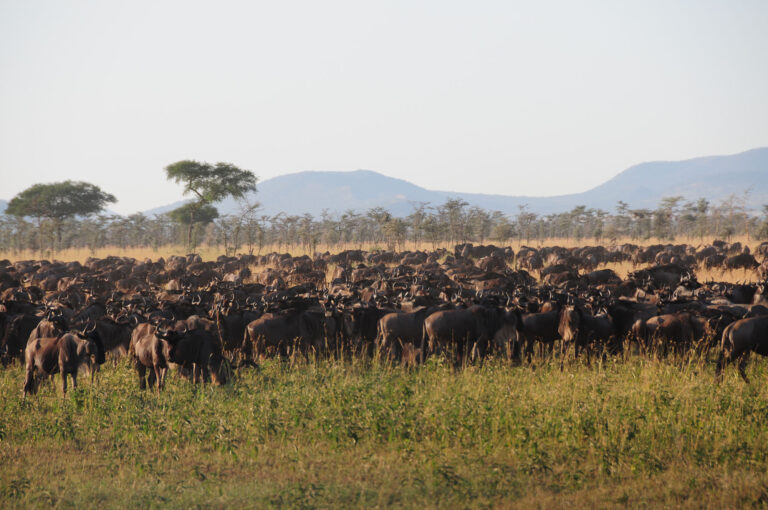 Great Migration Gnuherde