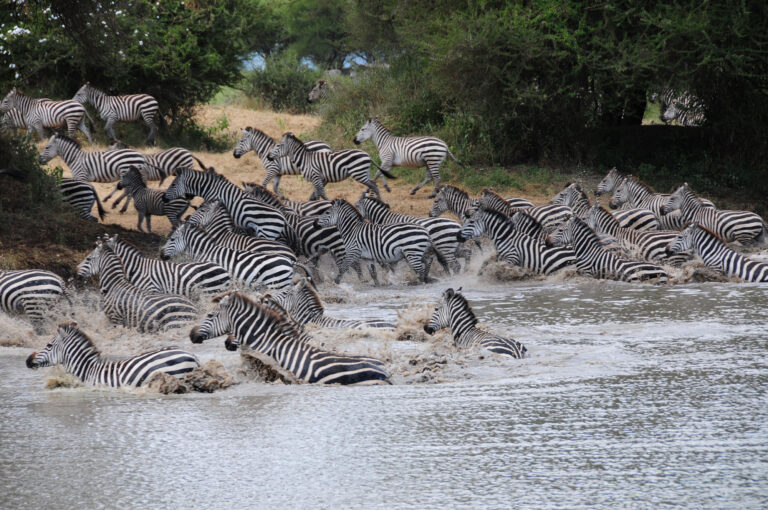 Great Migration Zebras Fluss