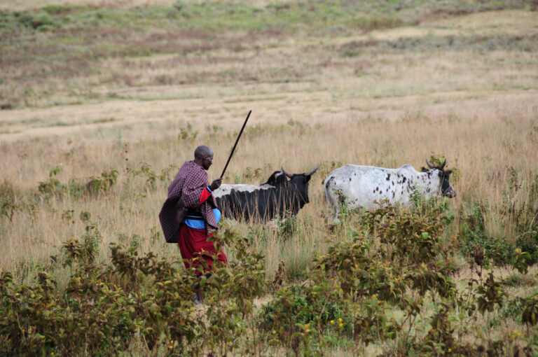 Hirte Massai