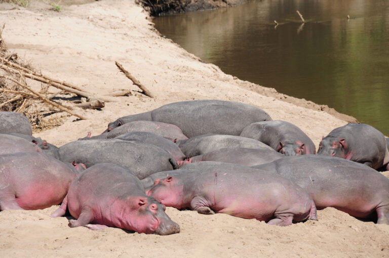 Nilpferde am Strand