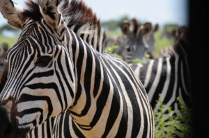 Zebra Nahaufnahme