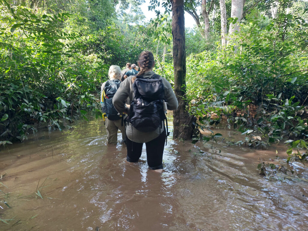 Gorilla Tracking Flussdurchquerung