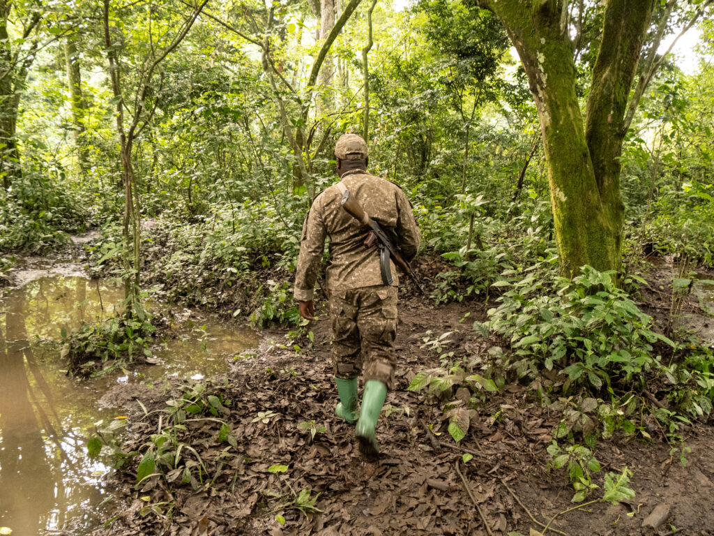 Ranger von hinten bei Gorilla Habituation Experience