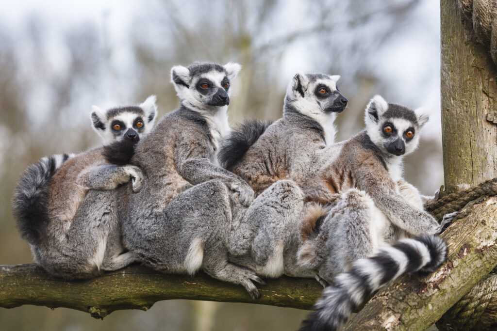 Maki Familie auf Ast