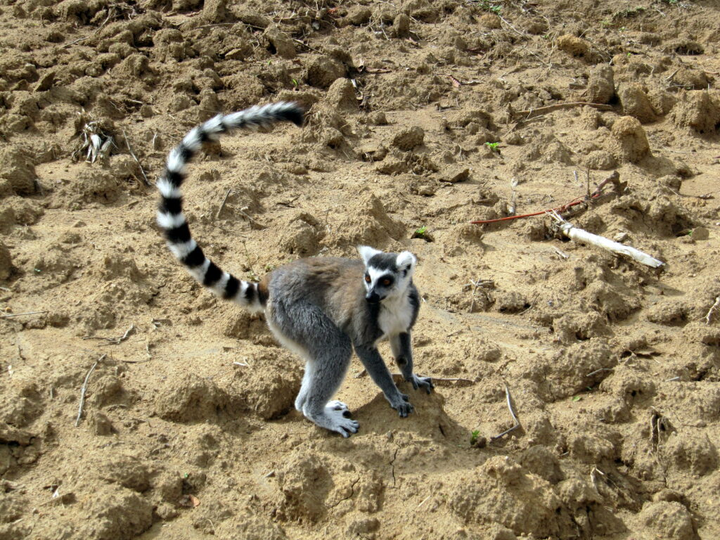 Ambalavao Anja Reservat Lemur im Sand