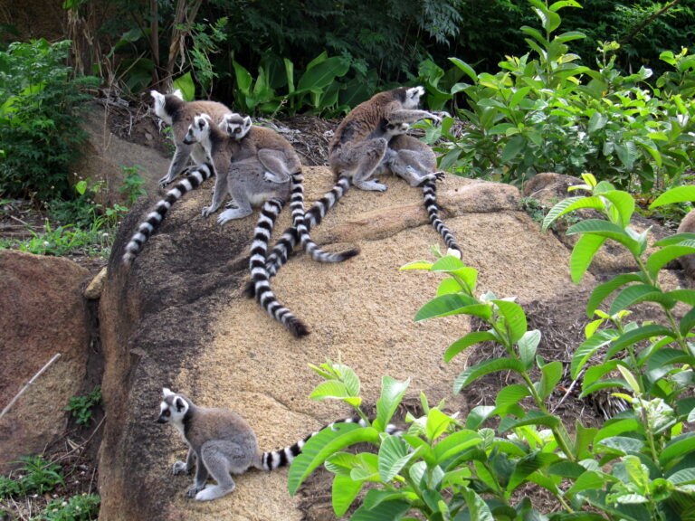 Ambalavao Anja Reservat Lemurenfamilie