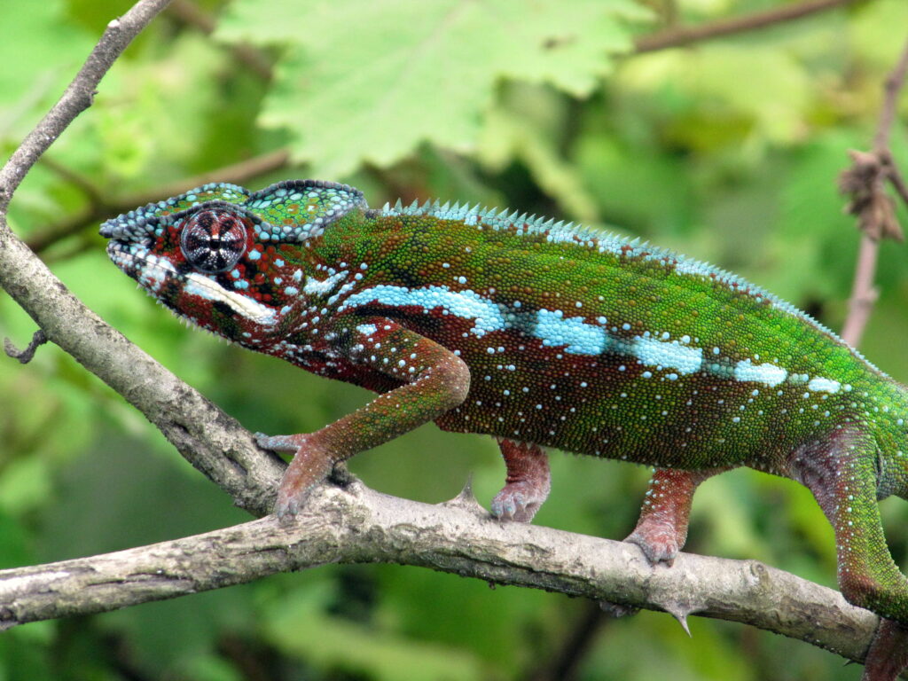 Andasibe Umland Chameleon