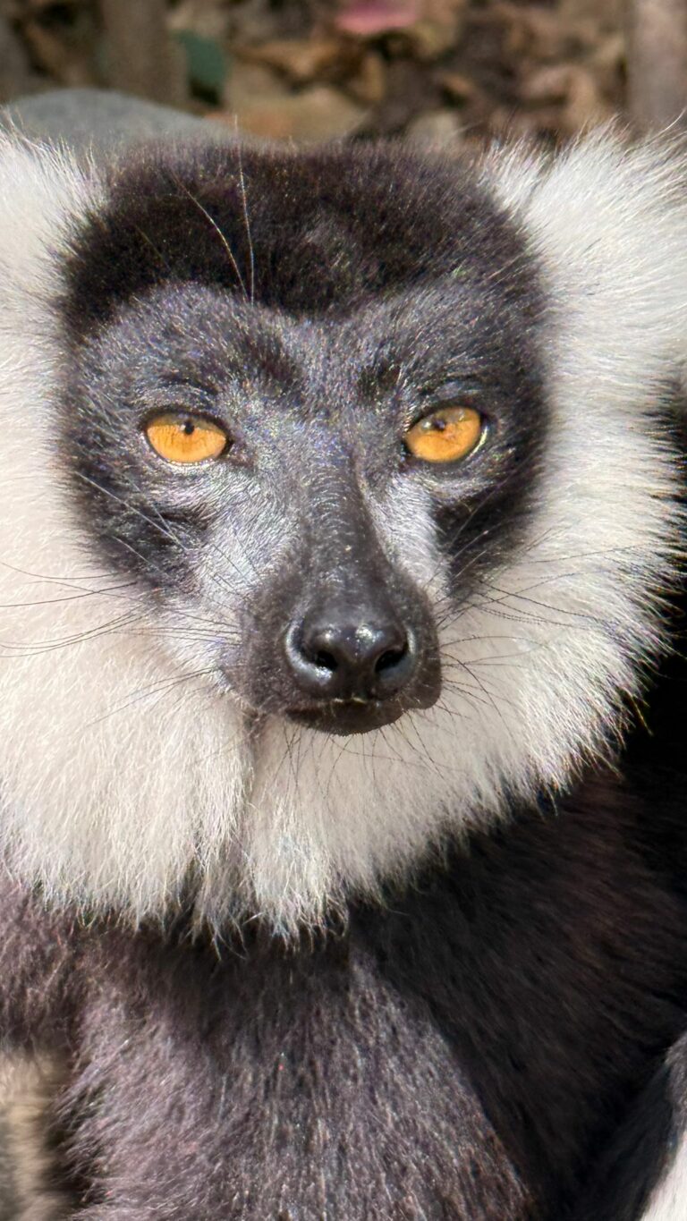 Andasibe Vakonas private Reserve Lemur nah