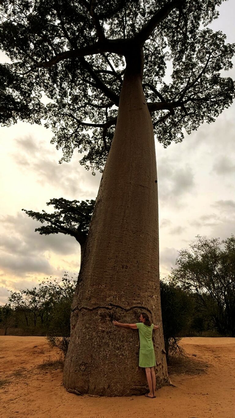 Morondava Baobab Allee Baumfreund