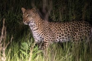 Kasane Chobe Leopard bei Nacht