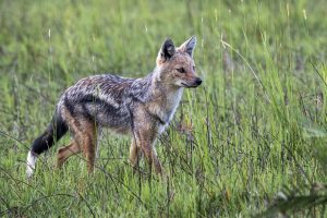 Okavango Delta Fuchs