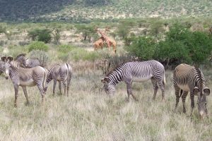 Samburu Nationalpark Zebras und Giraffen