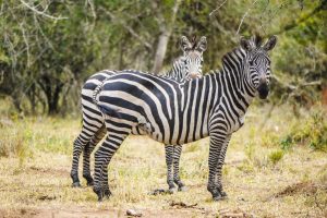 Lake Mburo Nationalpark